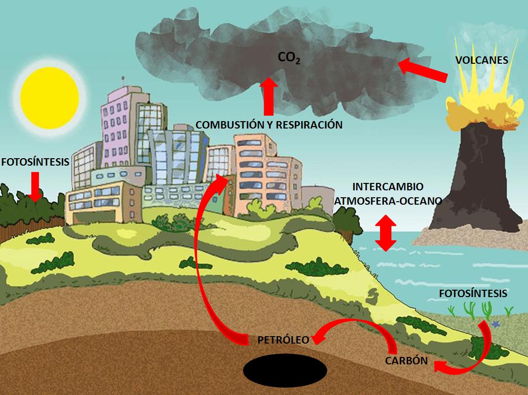 Ciclo Del Carbono Ciclos Biogeoquímicos